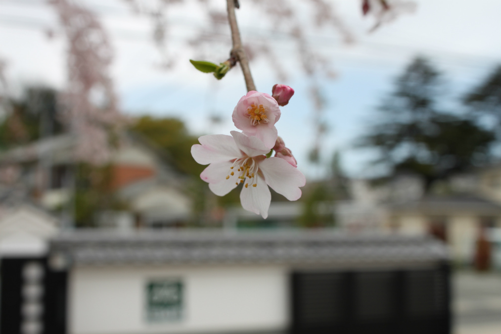 2015-near-blossom (2)
